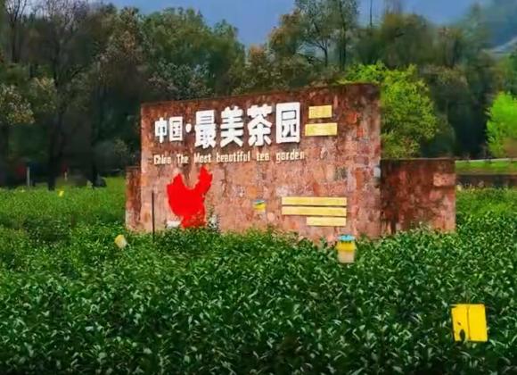 【游舒城】大家好，我是舒城小蘭花。這個(gè)春天，來(lái)舒城茶園，和我來(lái)一場(chǎng)美麗的邂逅