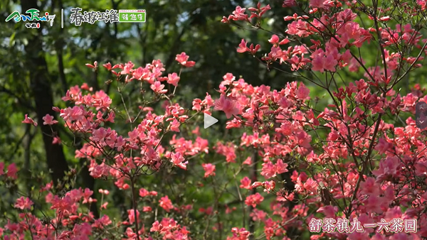 【舒城文旅】舒城的映山紅盛開(kāi)啦，喜歡映山紅的朋友們快去打卡吧