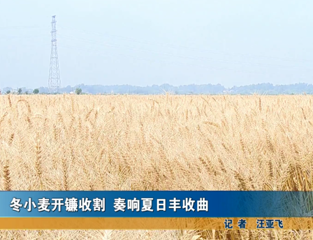 冬小麥開(kāi)鐮收割 奏響夏日豐收曲