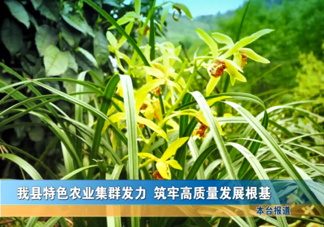 我縣特色農(nóng)業(yè)集群發(fā)力 筑牢高質(zhì)量發(fā)展根基